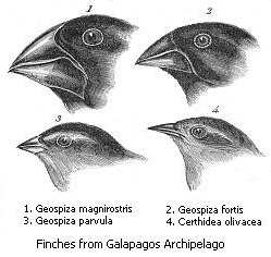 Finches